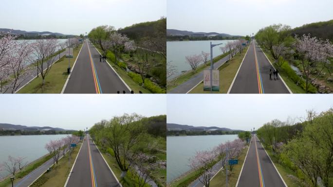 南京羊山公园盛开的樱花