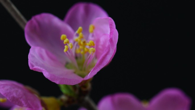 【4K原创】花朵盛开实拍延时