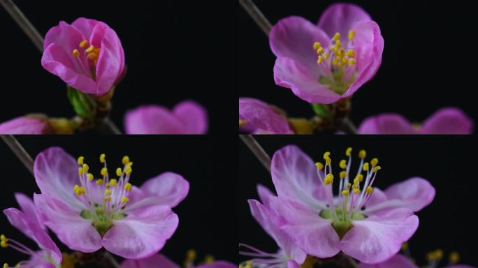 【4K原创】花朵盛开实拍延时