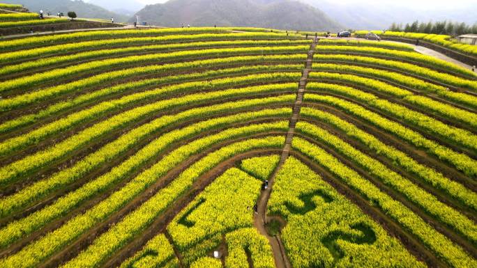 【惊艳富阳黑山顶】油菜花开，美不胜收！