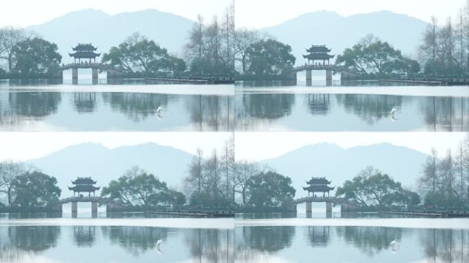 杭州西湖清晨的玉带桥水面站着水鸟