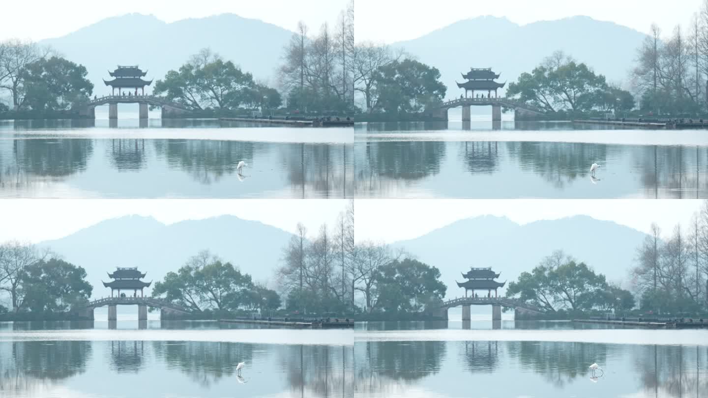 杭州西湖清晨的玉带桥水面站着水鸟