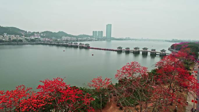 盛开木棉花的潮州广济桥美景