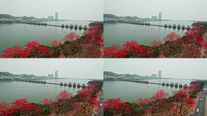 盛开木棉花的潮州广济桥美景