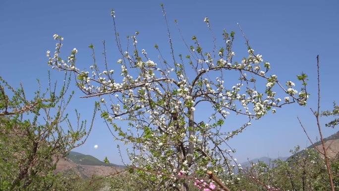 梨树花开种植