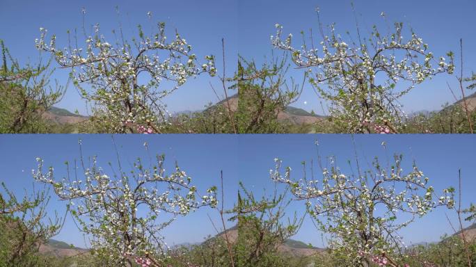 梨树花开种植