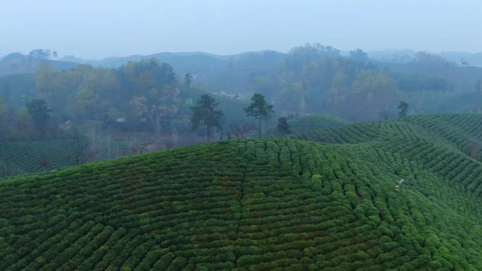 茶山航拍 茶园 茶 茶树 茶山