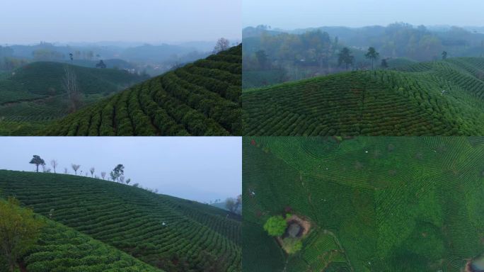 茶山航拍 茶园 茶 茶树 茶山