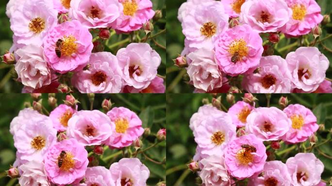 唯美蜜蜂采蜜红色月季粉色月季花蔷薇花