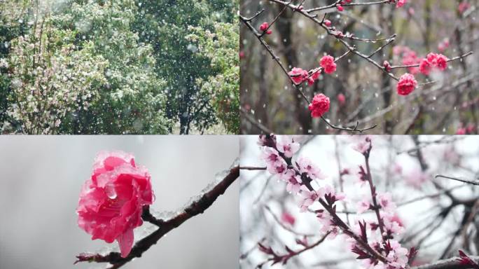 春天雪景花朵  花冰 下雪雪花倒春寒