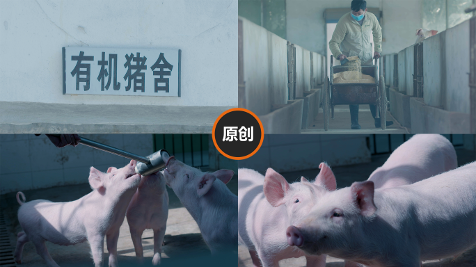 C087养猪场  猪肉  生态猪 畜牧业