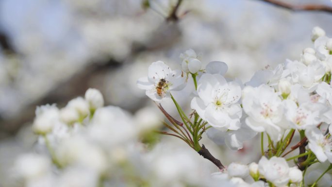 梨花盛开蜜蜂采蜜视频素材