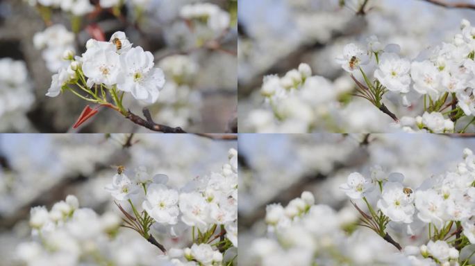 梨花盛开蜜蜂采蜜视频素材