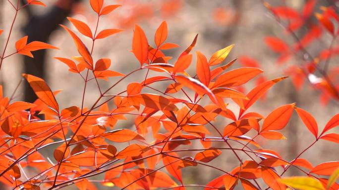 春天公园里红色的天竺叶子