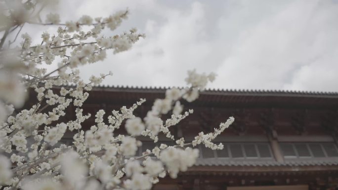 永康普明禅寺梅花开了