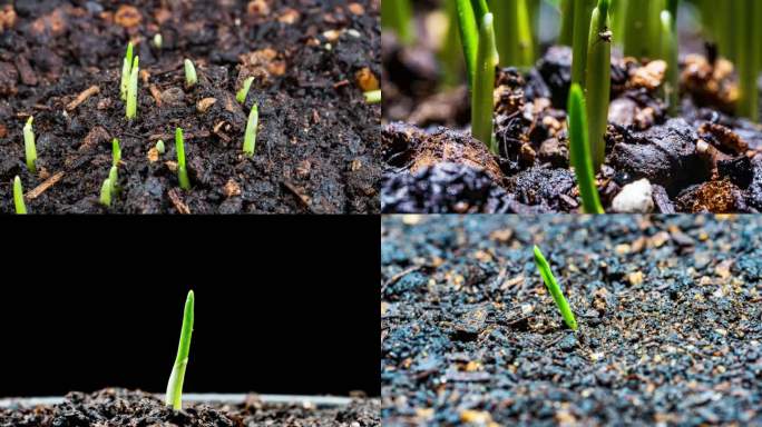 植物生长种子发芽生长小麦种子发芽生长延时