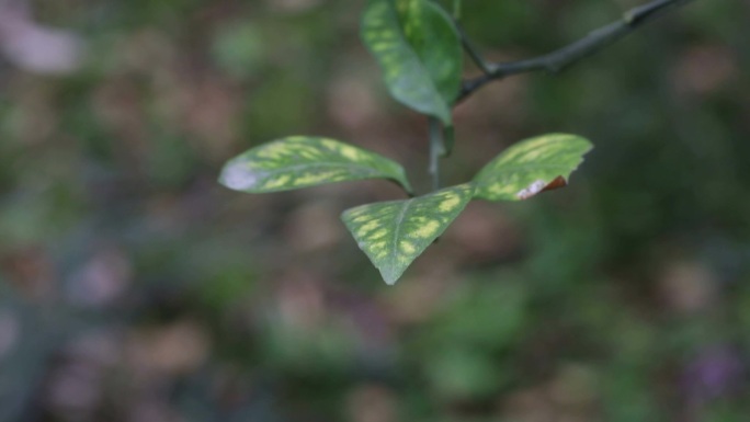 柑橘缺锌花叶