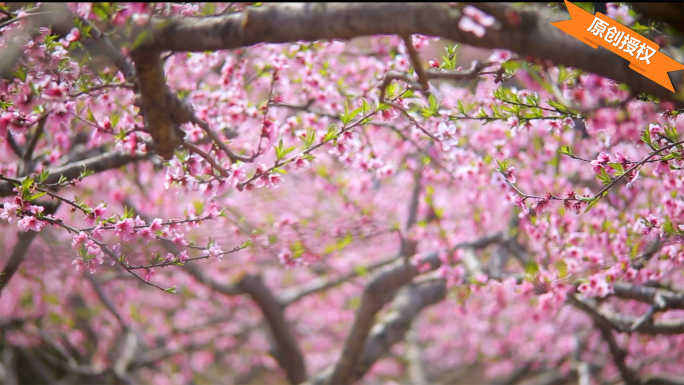 C126桃花  桃园美景