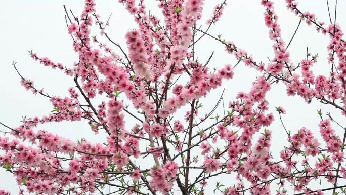 山寺桃花始盛开