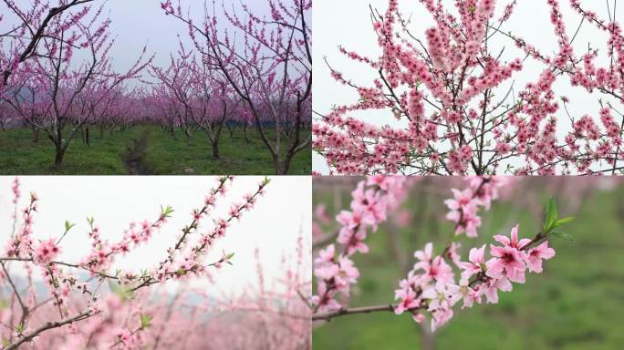 山寺桃花始盛开