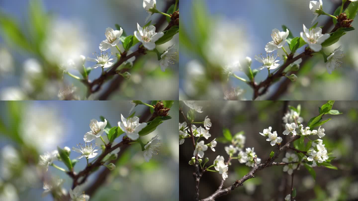 李子树花开