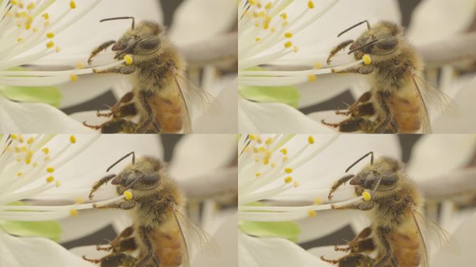 蜜蜂蜜蜂采蜜花蜜蜂蜜