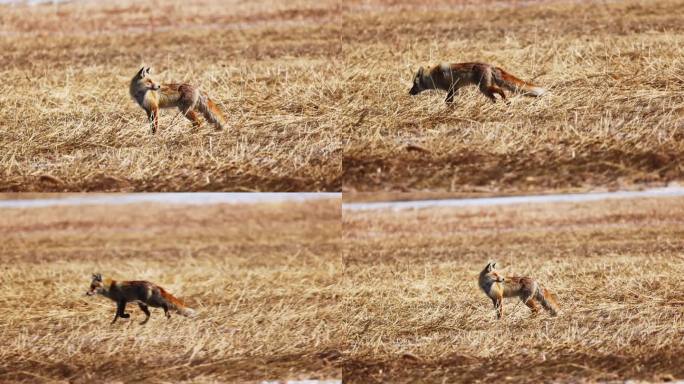 奔跑中的赤狐