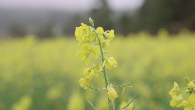 雨季油菜花