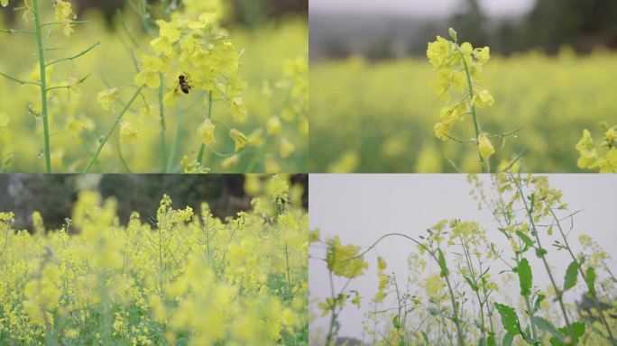 雨季油菜花