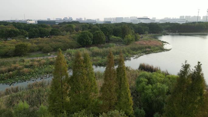 水岸 水杉 航拍