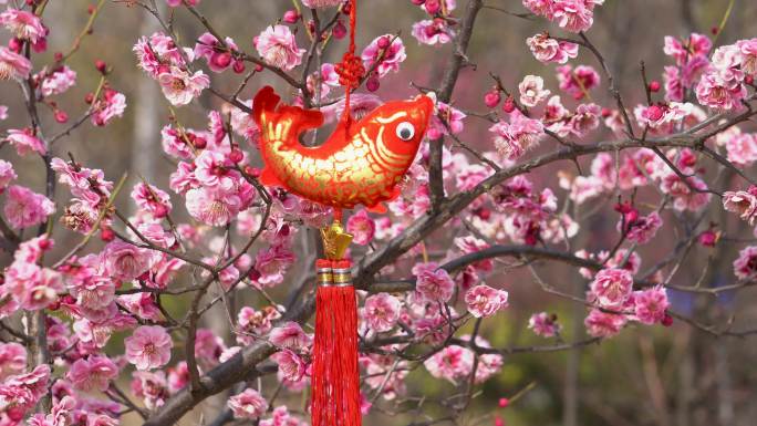 挂在梅花树上的中国结