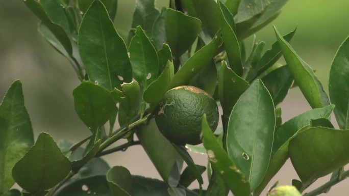 柑橘溃疡病 果实 叶片