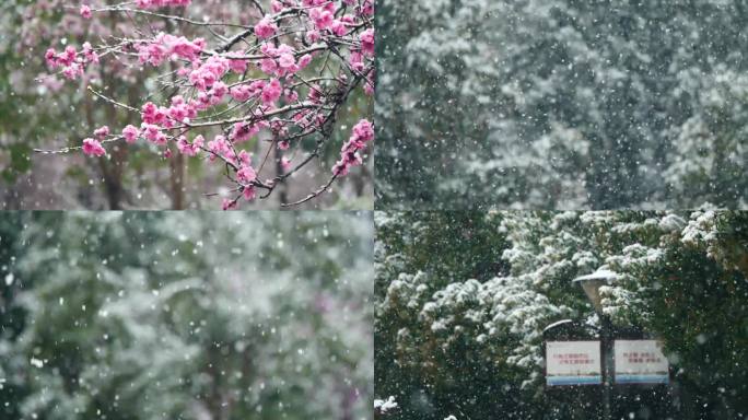 雪景开花