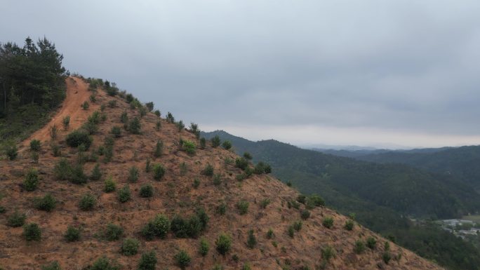 油茶山