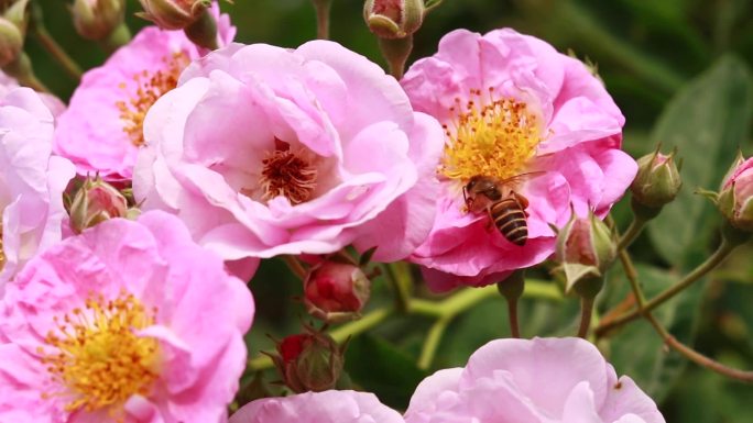 唯美蜜蜂采蜜红色月季粉色月季花蔷薇花