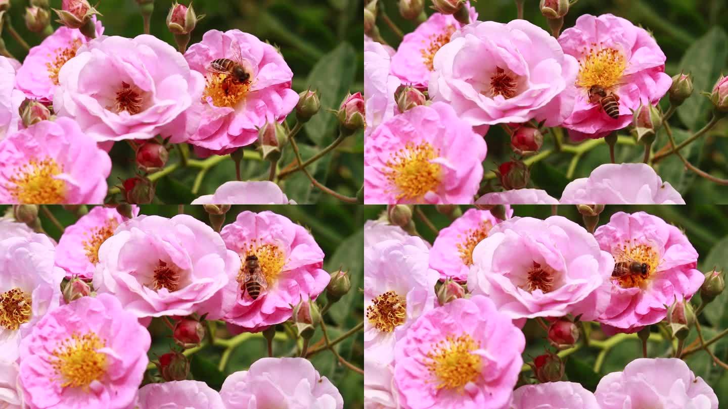 唯美蜜蜂采蜜红色月季粉色月季花蔷薇花