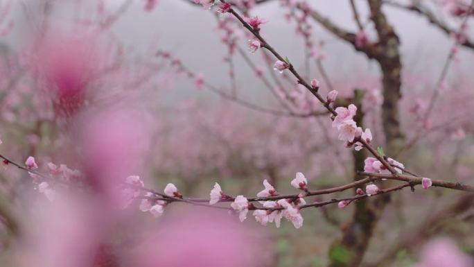 雨季桃花