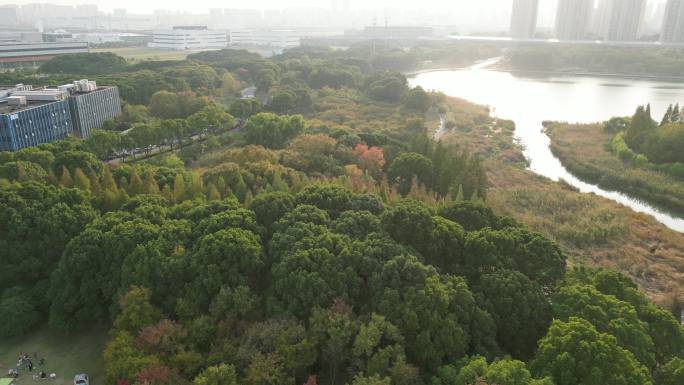 岛屿湿地林带