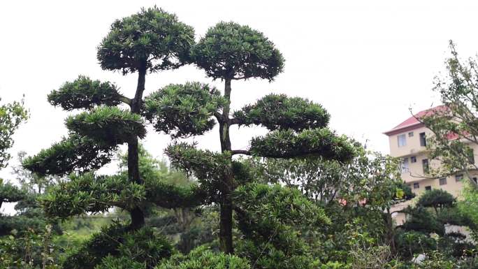 盆栽农场.迎客松