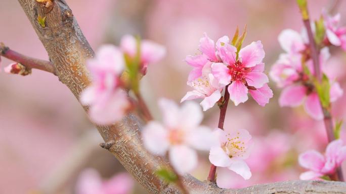 4K 春天 樱花 桃花 樱桃花 玉兰花