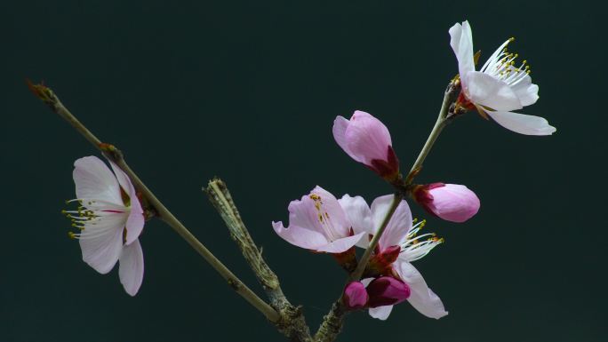 【4K原创】 山桃花盛开实拍延时