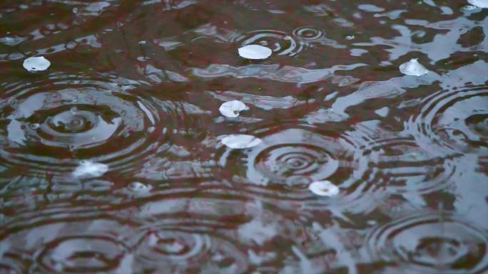 水中花瓣 春雨 雨滴 水涟漪