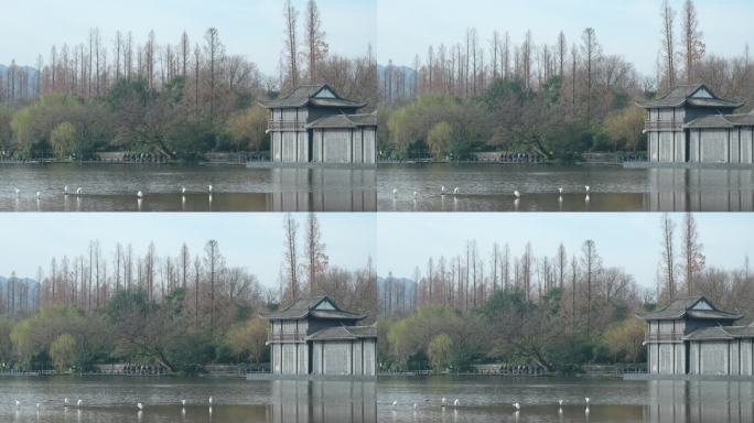 杭州西湖水面上的水鸟
