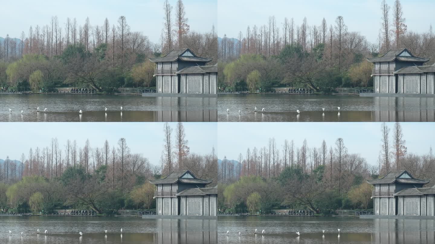 杭州西湖水面上的水鸟