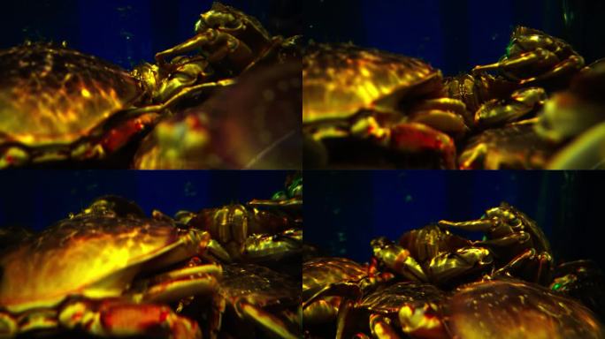 新鲜螃蟹高清实拍视频素材