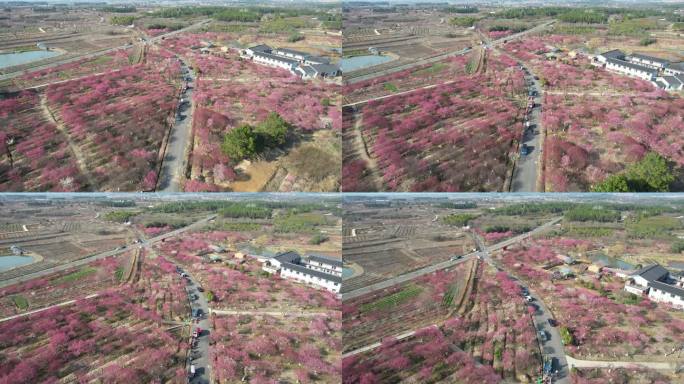 万亩梅花、千里梅林迎春来 乡村美景