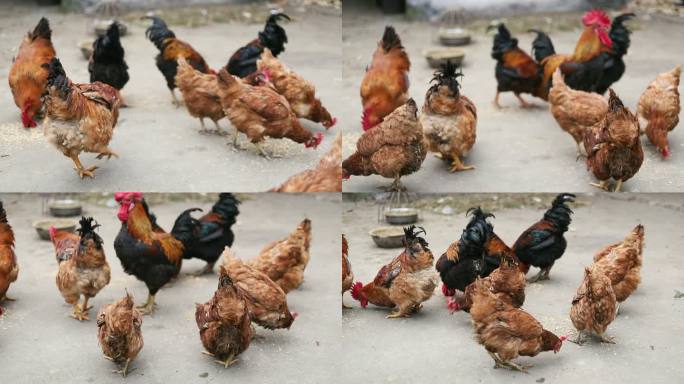 鸡圈里的一群公鸡动物