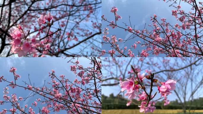初春樱花盛开微风拂过粉色樱花树蜜蜂4k