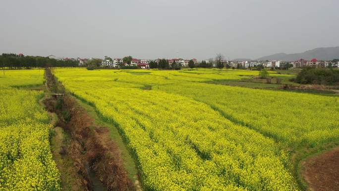 航拍乡村油菜花