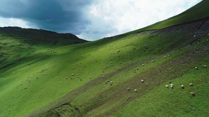 新疆草原风光无限好牛羊满山坡航拍自然风光